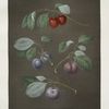 Cherry, Laurance, French and the Common-Orlean Plums.