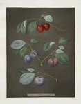 Cherry, Laurance, French and the Common-Orlean Plums.