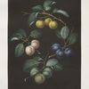 Drap d'Or, or Cloth of Gold, White gage, Blue gage and Green gage plums.