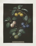Drap d'Or, or Cloth of Gold, White gage, Blue gage and Green gage plums.
