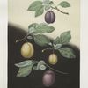 [Semiana, Coe's golden drop, White perdrigon and the [Late Imperial] plums]