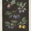 Pear, Blue imperatrice (The Empress), Brignole and St. Catherine plums.