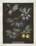 Pear, Blue imperatrice (The Empress), Brignole and St. Catherine plums.