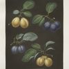 Black, Breda, Brussels and Moor park apricots.