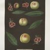 Red nutmeg, Hemskirk, Early Ann and French Vanguard Peaches.]