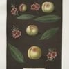 Red nutmeg, Hemskirk, Early Ann and French Vanguard Peaches.
