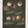 White Avant, Bears red avant, White magdalen and the Red magdalen apricots.