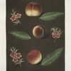 Royal George, Royal Charlotte, and the French Mignonne, or Minion Peaches. 