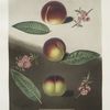 Purple Peach, Peach of Mr. Padley's and the Violette Hative peach.