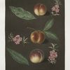Early Barrington, Buckingham Minion and the Barrington peaches.