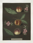 Early Barrington, Buckingham Minion and the Barrington peaches.