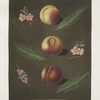 Montauban, Gross minion and the Old royal George peaches.