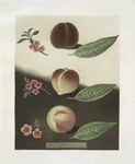 Gallande, La Teton de Venus and the Noblesse peaches.
