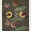 Marlborough, Rumbullion, and the Double mountain peaches.