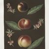 Black peach of Montreal, Cambra and the Moushien's Pacey of Pomperi peaches.