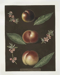 Black peach of Montreal, Cambra and the Moushien's Pacey of Pomperi peaches.
