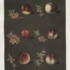 Vermash, Violette Hative, Red Roman, North scarlet, Ell rouge and the Peterborough nectarines.
