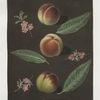Chancellor, Catherine and the Old Newington peaches.