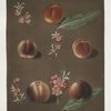 Duc de Tillees, or Dutilees, Old Brugnon, Brugnon, Murry nectarine and the Newington nectarine.