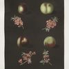 Claremont, Homerton's white, Ford's black and the Genoa nectarines.