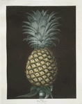 Black Jamaica (Pineapple).