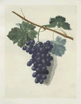 Raisin de Calmes ((grapes).