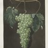 Royal muscadine (grapes).