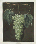 Royal muscadine (grapes).