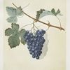 Blue muscadine (grapes).