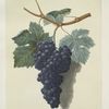 Black muscadine (grapes).