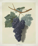 Black muscadine (grapes).