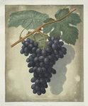 Morocco grape.