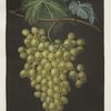 Muscat of Alexandria (grapes).