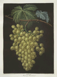 Muscat of Alexandria (grapes).