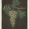 White grapes.