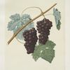 Grizzly frontiniac grape.