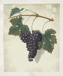 Red frontianiac grape.