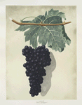 Black frontianiac (grape).