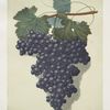 Old St. Peters (Old St. Petre grape).