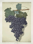 Old St. Peters (Old St. Petre grape).