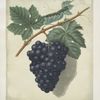 Black Hamburgh grapes.
