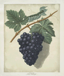 Black Hamburgh grapes.