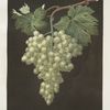 Black Hamburgh grape.