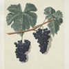 Lady Bathurst's Tokay grapes.