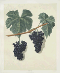 Lady Bathurst's Tokay grapes.