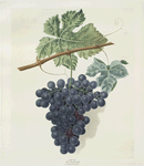 The Frankindale grape.