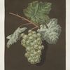 White sweet water grape.