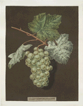 White sweet water grape.