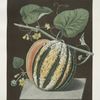 Scarlet flesh Romana melon.