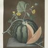 Silver rock melon.